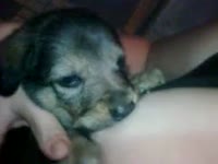 Kinky lady letting dog suck her tits for milk